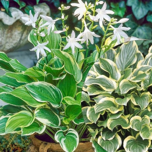 Hosta 'So Sweet' - Hosta 'So Sweet' C2/2L